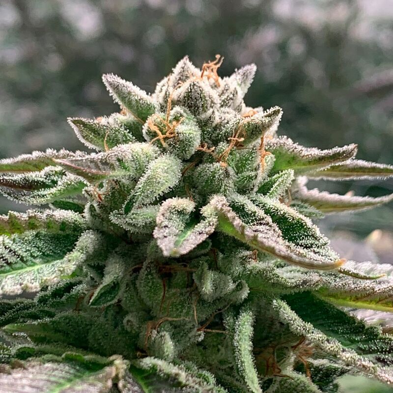 Klementine Auto, Фасовка: 3+3